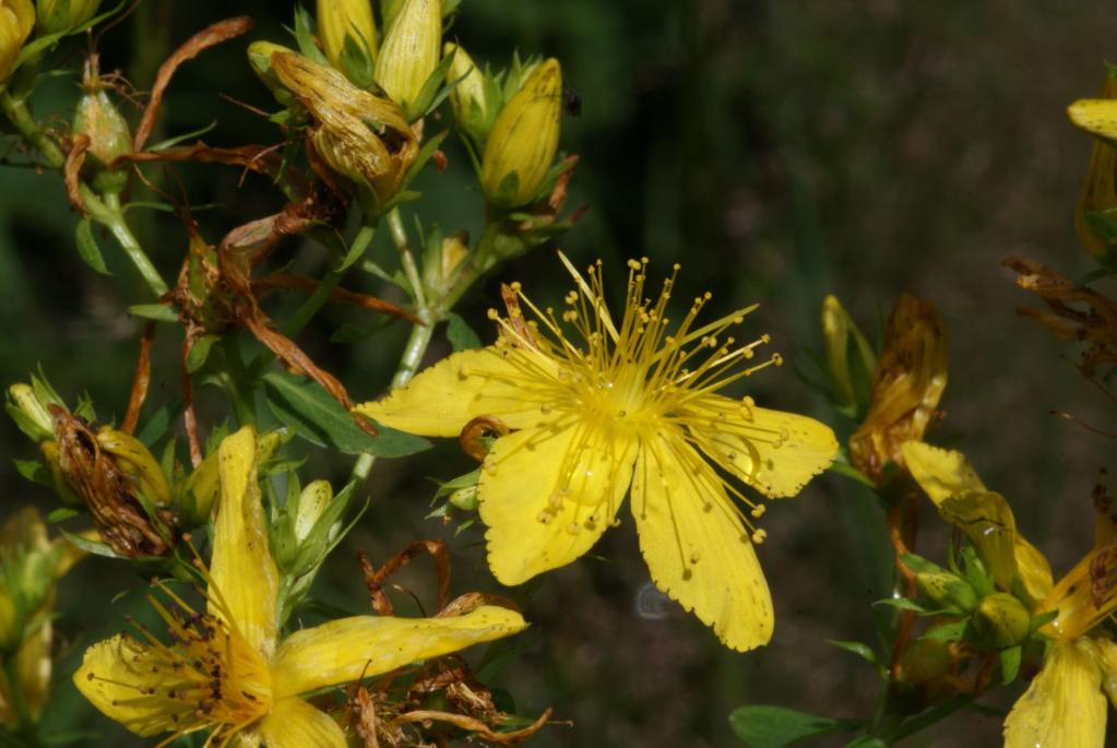 St. Janskruid = Hypericum