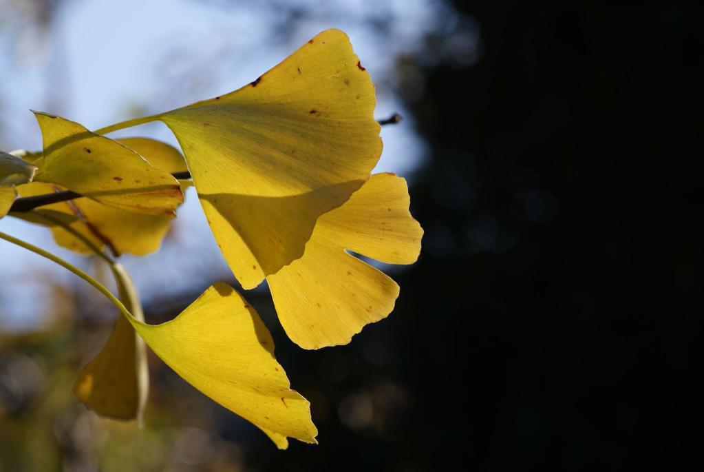 Ginkgo biloba